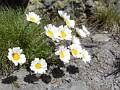F82 marguerite_des_alpes de monique morin 